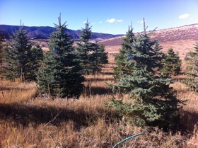 Blue spruce tree farm by Greenleaf - Perry Park Colorado